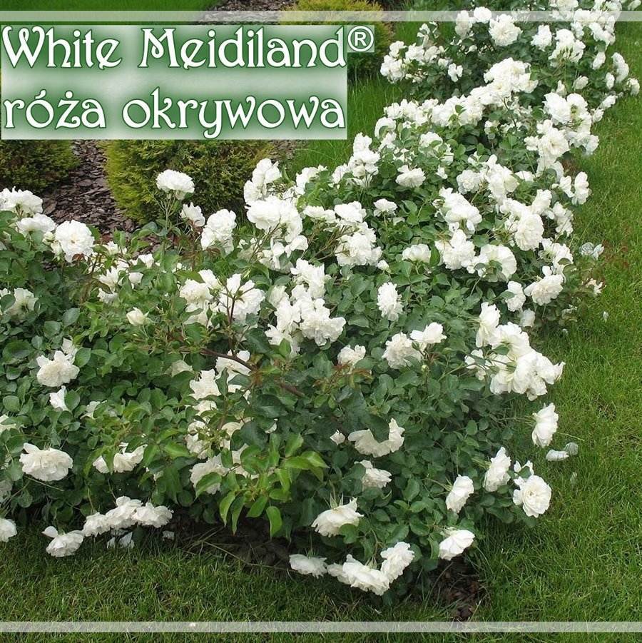 White Meidiland róże okrywowe